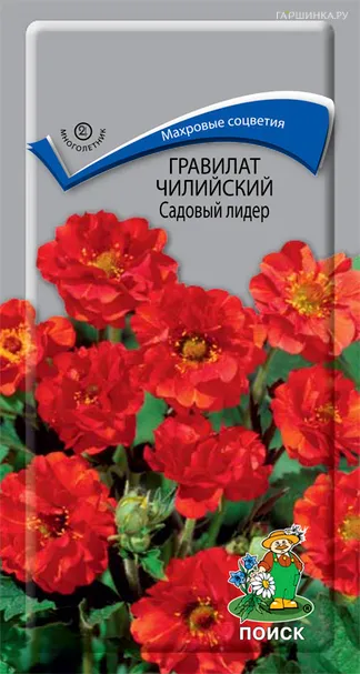 Гравилат чилийский Садовый лидер 0,1, Поиск