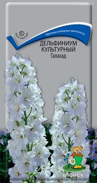 Дельфиниум культурный Галахад 0,1, Поиск