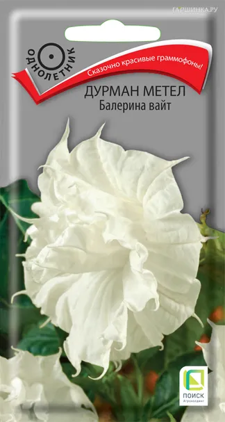 Дурман метел Балерина вайт 3, Поиск