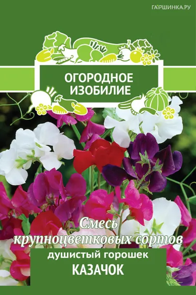 Душистый горошек Казачок 2, Поиск