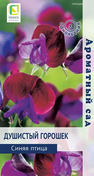 Душистый горошек Синяя птица 1, Поиск