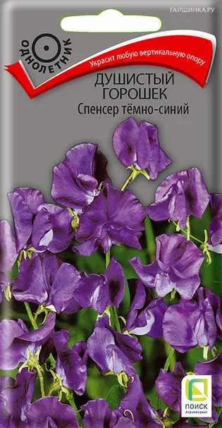 Душистый горошек Спенсер темно-синий 1, Поиск