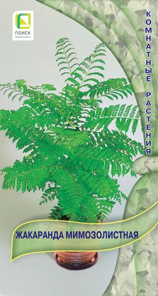 Жакаранда мимозолистная 5 шт, Семена Поиск