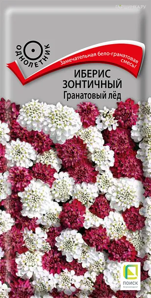 Иберис зонтичный Гранатовый лед 0,1, Поиск