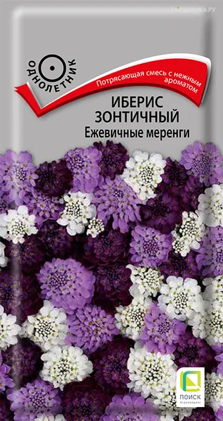 Иберис зонтичный Ежевичные меренги 0,1, Поиск