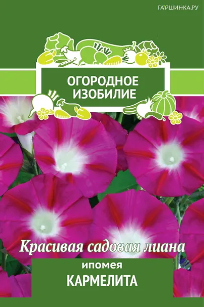 Ипомея Кармелита 1, Поиск