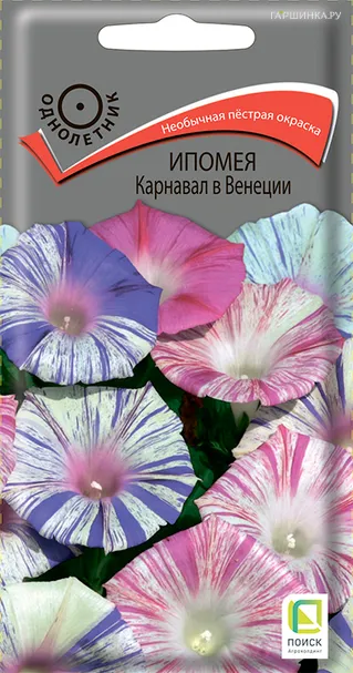 Ипомея Карнавал в Венеции 0,5, Поиск