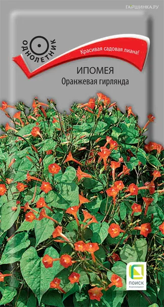 Ипомея Оранжевая гирлянда 0,3, Поиск