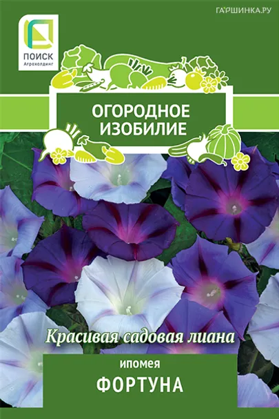 Ипомея Фортуна 1, Поиск