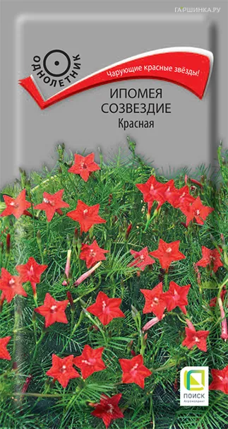 Ипомея Созвездие Красная 0,3, Поиск