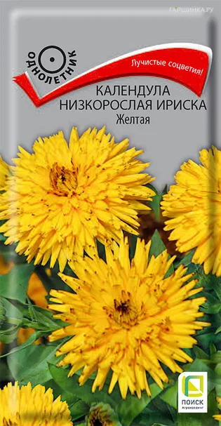 Календула низкорослая Ириска Желтая 10, Поиск