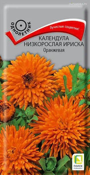 Календула низкорослая Ириска Оранжевая 10, Поиск