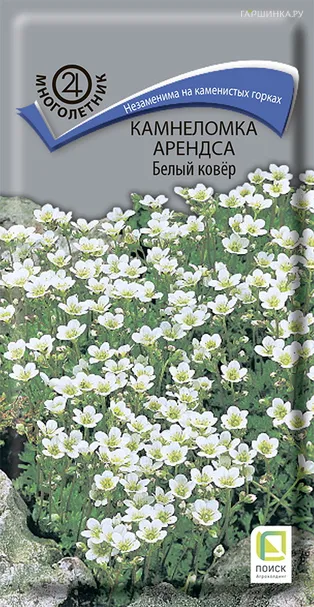 Камнеломка Арендса Белый ковер 0,01, Поиск