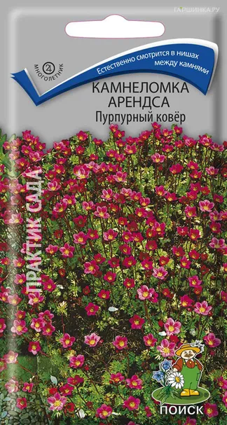 Камнеломка Арендса Пурпурный ковер 0,01, Поиск