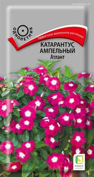 Катарантус ампельный Атлант 10, Поиск