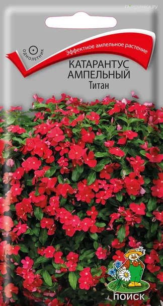Катарантус ампельный Титан 10, Поиск