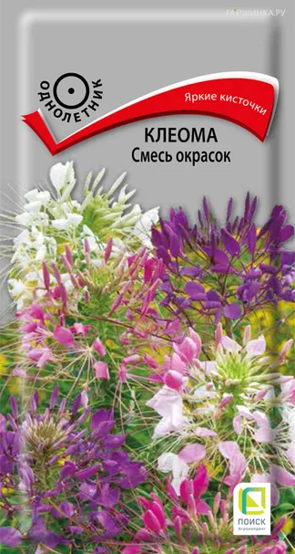 Клеома Смесь окрасок 1, Поиск