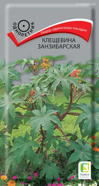 Клещевина занзибарская . 3, Поиск