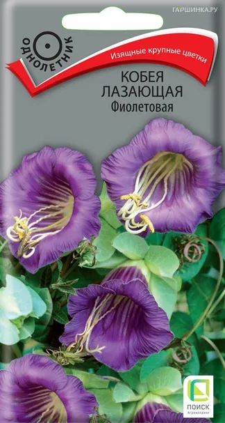 Кобея лазающая Фиолетовая 5, Поиск