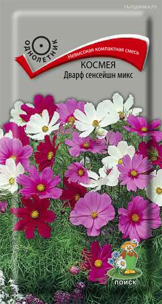 Космея Дварф сенсейшн микс 0,2, Поиск