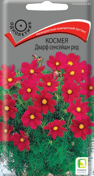 Космея Дварф сенсейшн ред 0,2, Поиск