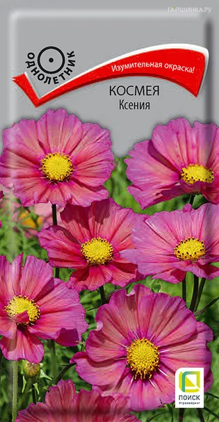 Космея Ксения 10, Поиск