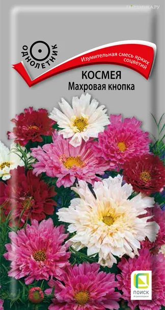Космея Махровая кнопка 0,1, Поиск