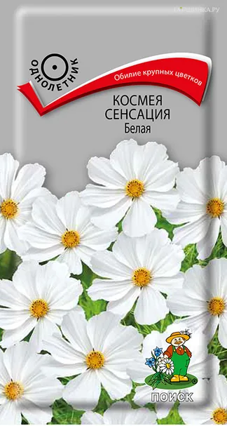 Космея Сенсация 0,3, Поиск
