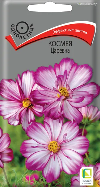 Космея Царевна 0,1, Поиск
