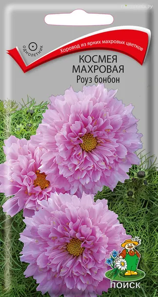 Космея махровая Роуз бонбон 0,1, Поиск