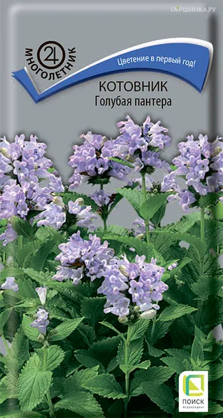 Котовник Голубая пантера 10, Поиск