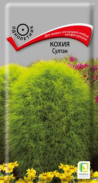 Кохия Султан 0,1, Поиск