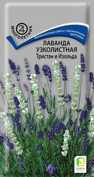 Лаванда узколистная Тристан и Изольда 10, Поиск