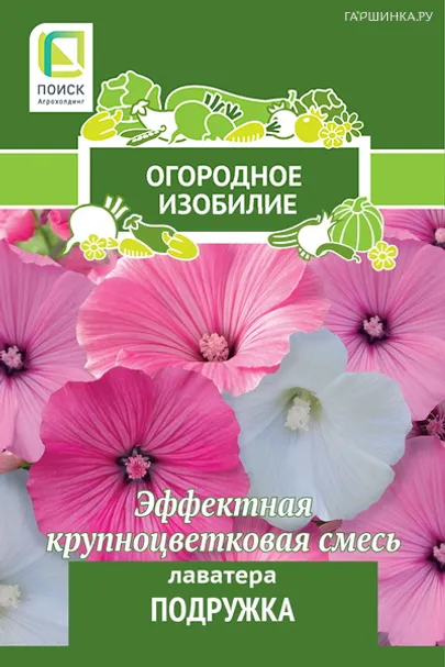 Лаватера Подружка 0,3, Поиск