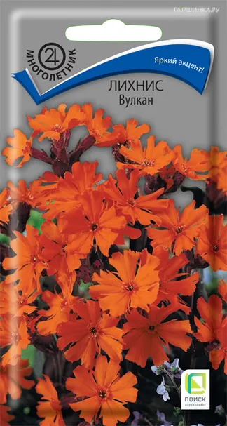 Лихнис Вулкан 0,1, Поиск