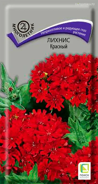 Лихнис Красный 0,1, Поиск