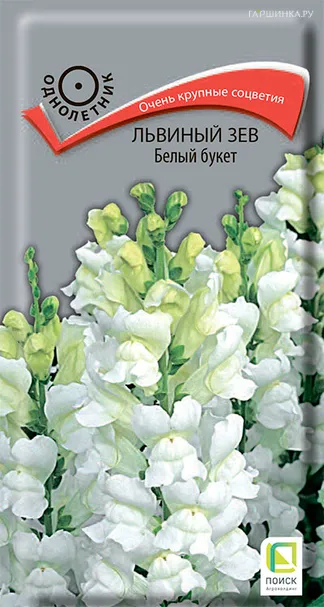 Львиный зев Белый букет 0,1, Поиск