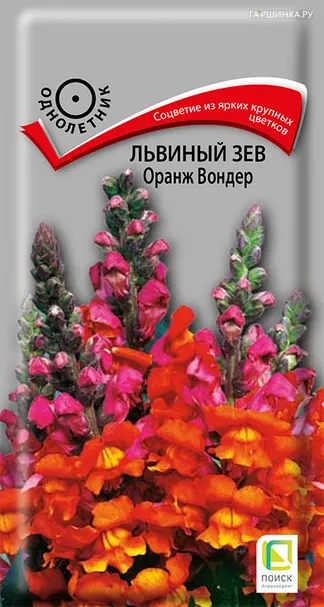 Львиный зев Оранж Вондер 0,1, Поиск
