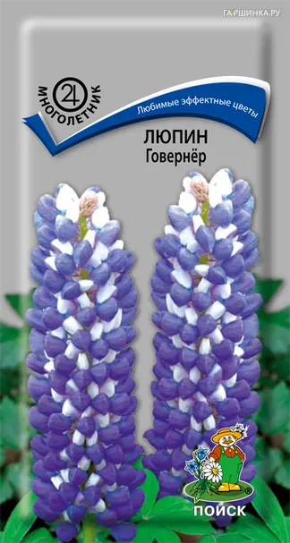 Люпин Говернер 1, Поиск