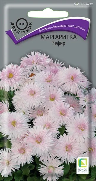 Маргаритка Зефир 0,05, Поиск