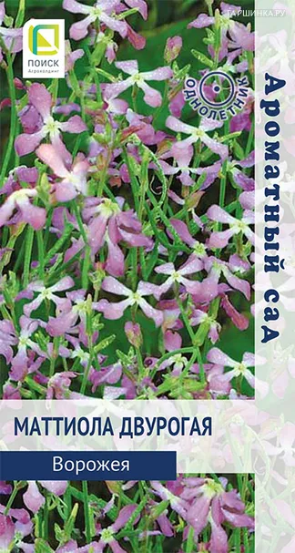 Маттиола двурогая Ворожея 0,3, Поиск