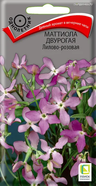 Маттиола двурогая Лилово-розовая 0,3, Поиск