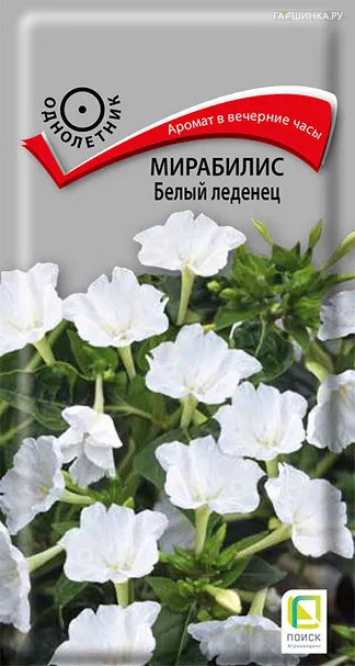 Мирабилис Белый леденец 1, Поиск
