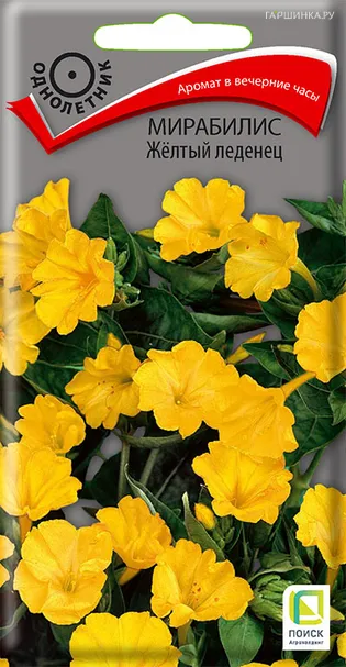 Мирабилис Желтый леденец 1, Поиск