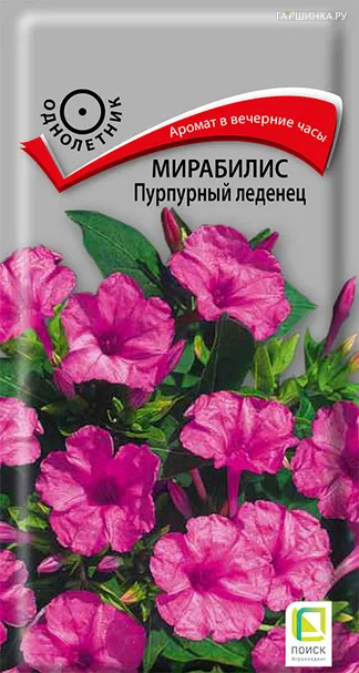 Мирабилис Пурпурный леденец 1, Поиск