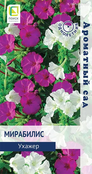Мирабилис Ухажер 1, Поиск