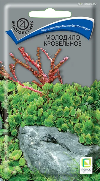 Молодило кровельное 0,01 г, Семена Поиск