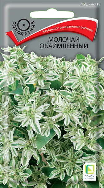 Молочай окаймленный 0,2 г, Семена Поиск