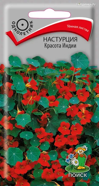 Настурция Красота Индии 1, Поиск
