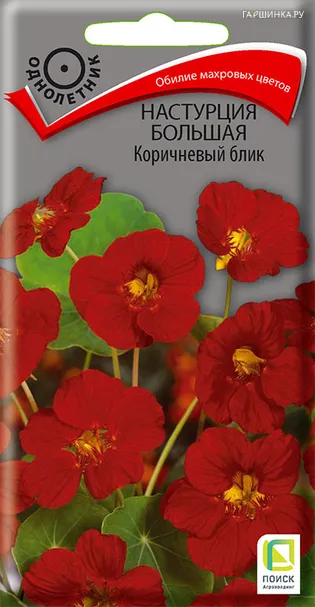 Настурция большая Коричневый блик 1, Поиск